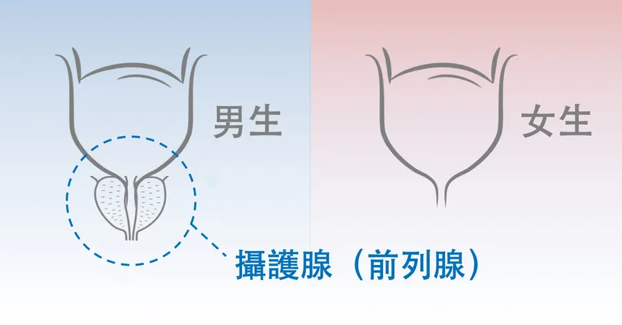 男女下泌尿道對照圖。左側男性的膀胱出口下方多出一圈用虛線圈起的攝護腺,右側女性的膀胱出口下方沒有這個構造